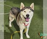 BLUE - Male Siberian Husky-Unknown Mix Dog for Adoption - Small photo