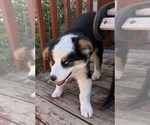 Small #3 Australian Shepherd