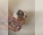 Small Photo #2 Australian Shepherd Puppy For Sale in PHELAN, CA, USA
