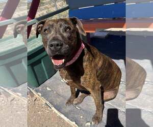 Boxer-Unknown Mix Dogs for adoption in Williamsburg, NM, USA