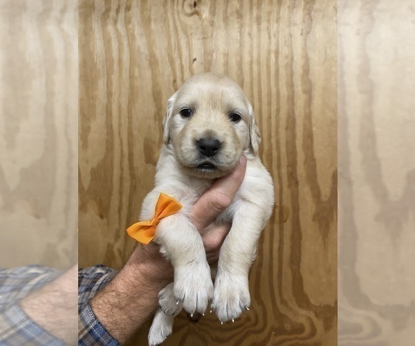 Medium Photo #5 Golden Retriever Puppy For Sale in RILEYVILLE, VA, USA