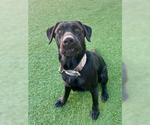 Small #2 Labrador Retriever Mix