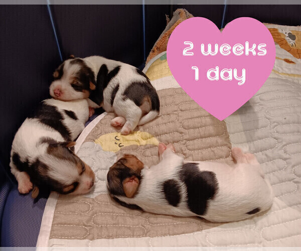 Medium Photo #8 Biewer Yorkie Puppy For Sale in GRANBURY, TX, USA