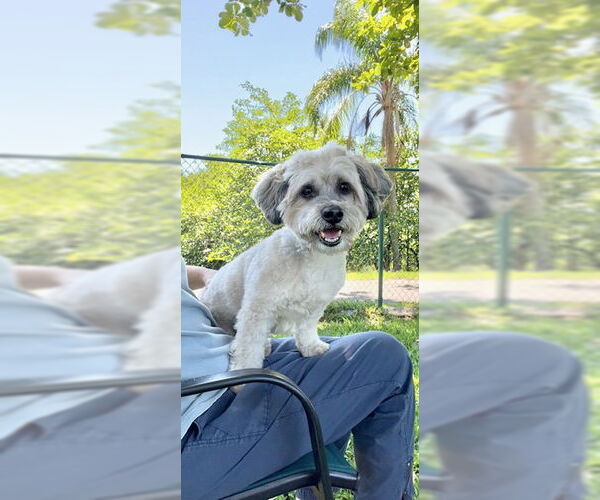 Medium Photo #1 Shih Tzu-Unknown Mix Puppy For Sale in Weston, FL, USA