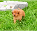 Small #1 Labrador Retriever