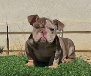 English Bulldog Puppy for sale in NEWPORT BEACH, CA, USA