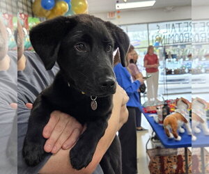 Border Collie-Unknown Mix Dogs for adoption in Overland Park, KS, USA