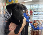 Small Border Collie Mix