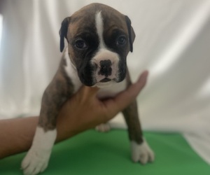 Boxer Puppy for sale in CASTLE ROCK, CO, USA