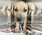 Small #3 Labrador Retriever Mix
