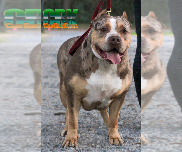 Medium Photo #4 American Bully Puppy For Sale in JOHNS ISLAND, SC, USA