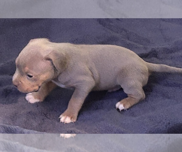 Medium Photo #4 American Bully Puppy For Sale in TRENTON, NJ, USA