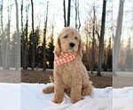 Small Photo #2 Goldendoodle Puppy For Sale in TIMBERLAKE, NC, USA