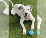 Small Photo #3 American Bulldog-Dogo Argentino Mix Puppy For Sale in Miami, FL, USA