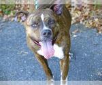Small #1 Mastiff Mix