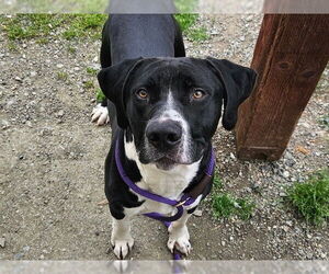 Bullboxer Pit Dogs for adoption in Santa Cruz, CA, USA