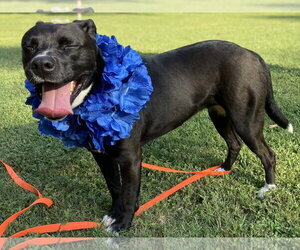 Ember - Female American Staffordshire Terrier-Unknown Mix Dog for Adoption - Photo #36