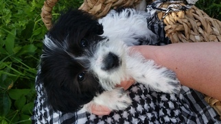 Morkie Puppy for sale in LEHI, UT, USA