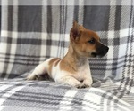 Small Photo #11 Jack Russell Terrier Puppy For Sale in LAKELAND, FL, USA