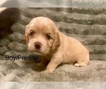 Small Photo #4 Cocker Spaniel Puppy For Sale in SUMTER, SC, USA
