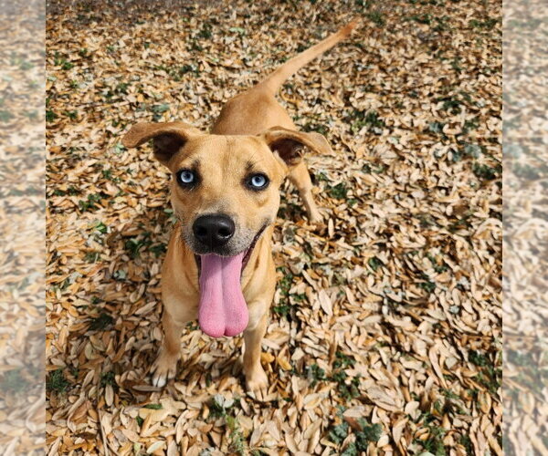 Medium Photo #4 Mountain Cur-Unknown Mix Puppy For Sale in Rockaway, NJ, USA
