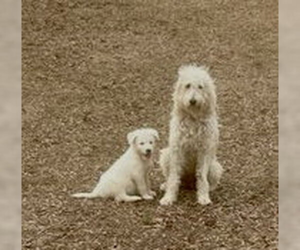 Medium Photo #6 Golden Retriever-Unknown Mix Puppy For Sale in Mt. Laurel, NJ, USA