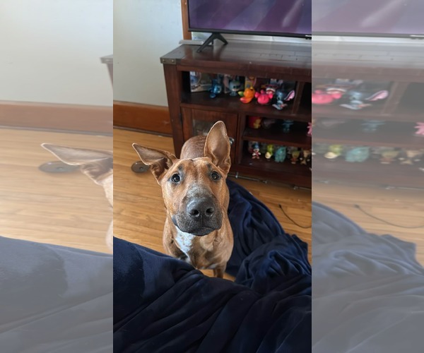 Medium Photo #3 Bull Terrier-Unknown Mix Puppy For Sale in Waterloo, IA, USA