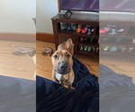 Small #2 Bull Terrier Mix