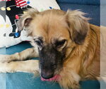 Small #13 Golden Retriever Mix