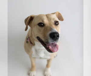 Kitchen - Female Mutt Dog for Adoption - Photo #18