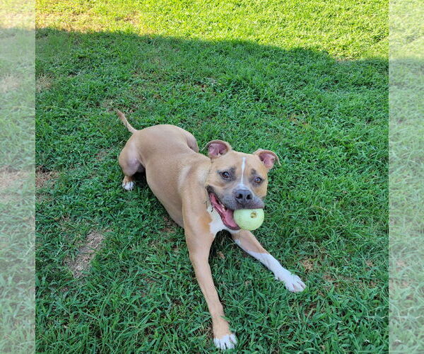 Medium Photo #3 American Pit Bull Terrier-Unknown Mix Puppy For Sale in Munford, TN, USA