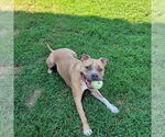 Small #2 American Pit Bull Terrier Mix