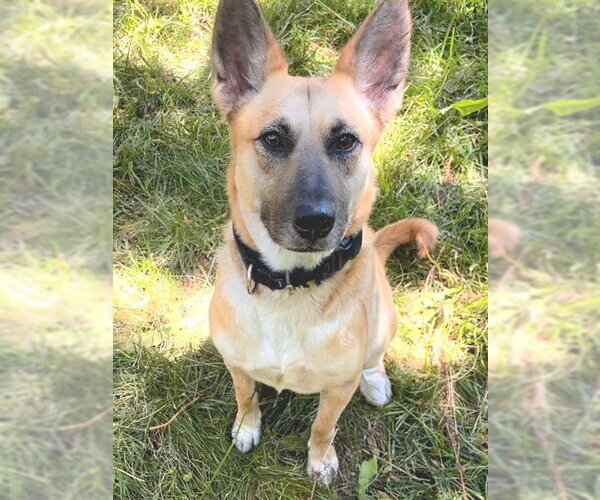 Medium Photo #2 German Shepherd Dog-Unknown Mix Puppy For Sale in Sacramento, CA, USA