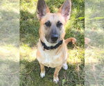 Small #1 German Shepherd Dog Mix