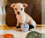 Small #1 Chihuahua Mix