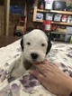 Small Photo #5 Old English Sheepdog Puppy For Sale in MESICK, MI, USA