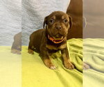 Small #1 Staffordshire Bull Terrier Mix