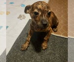 Small #2 Chihuahua