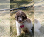 Small Photo #4 Goldendoodle Puppy For Sale in HOWARD CITY, MI, USA
