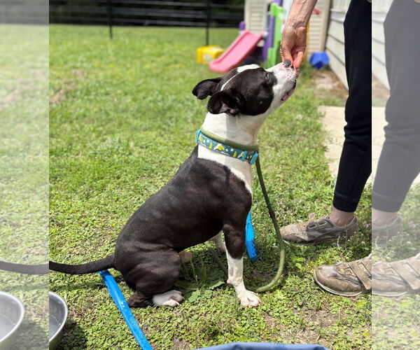Medium Photo #5 American Pit Bull Terrier-Unknown Mix Puppy For Sale in Virginia Beach, VA, USA