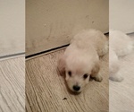 Puppy 2 Poodle (Toy)-Russian Toy Terrier Mix