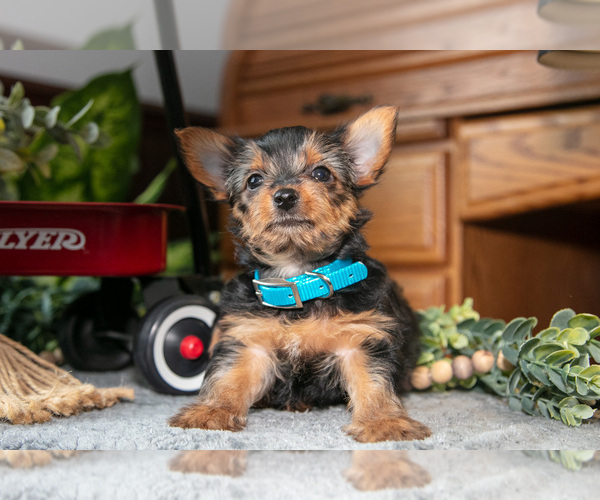 Medium Photo #1 Yorkshire Terrier Puppy For Sale in NAPPANEE, IN, USA