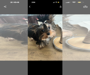 Yorkshire Terrier Puppy for Sale in BROADWAY, North Carolina USA