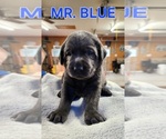 Puppy Mr Blue Labrador Retriever