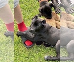 Small Photo #15 Cane Corso Puppy For Sale in ANDERSON, IN, USA