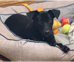 Dachshund-Unknown Mix Dogs for adoption in Raleigh, NC, USA