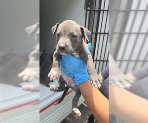 American Pit Bull Terrier Dogs for adoption in Houston, TX, USA