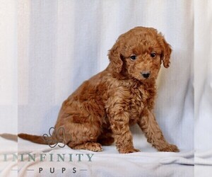 Goldendoodle (Miniature) Puppy for sale in LEOLA, PA, USA