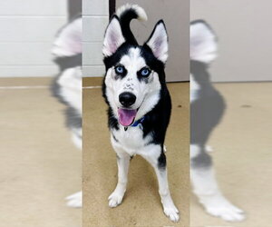 Siberian Husky Dogs for adoption in Derwood, MD, USA