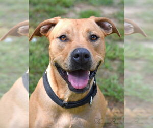 Labrador Retriever-Unknown Mix Dogs for adoption in The Woodlands, TX, USA